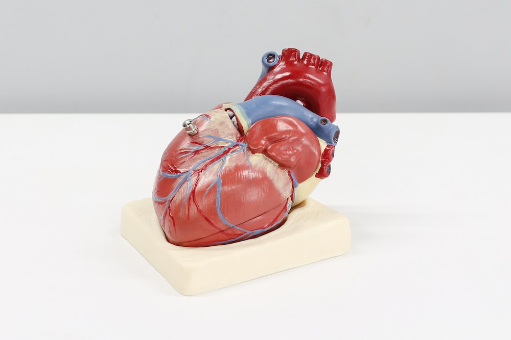 A model of a human heart